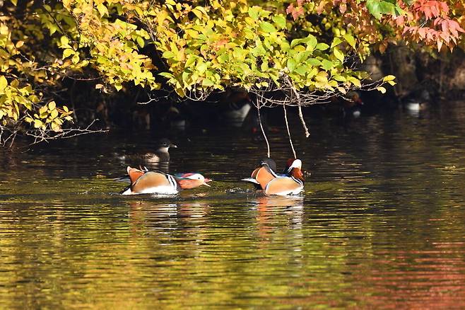 암컷 원앙에게 다른 수컷 원앙이 접근하자 매몰차게 내친다.