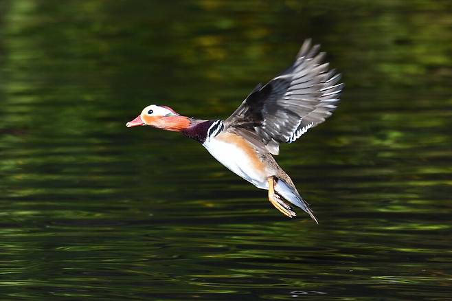 암컷 원앙이 있는 곳으로 바쁘게 날아가는 원앙