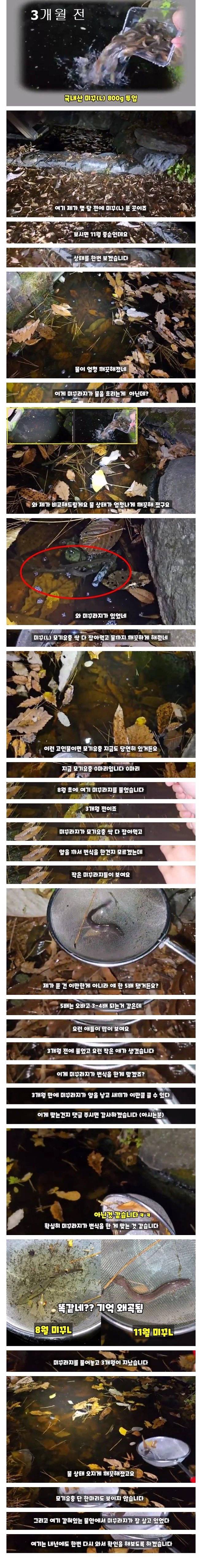 모기 서식지에 미꾸라지 넣고 3개월 뒤 변화