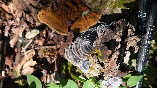 여러 종류의 버섯을 발견했다. 이것은 흔히 운지버섯 혹은 구름버섯이라고 부른다. 소화기 암과 폐암 등에 효과가 좋은 것으로 알려져 있다.
