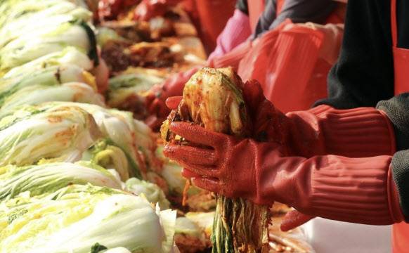 가을 배추가 본격 출하하면서 ‘금 배추’로 불렸던 배추 가격이 안정화하고 있다. 연합뉴스