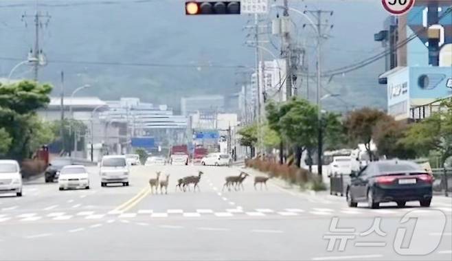 전남 순천시 용당동의 한 도로에서 꽃사슴 무리가 거리를 거닐고 있다.(독자 제공)2024.11.14/뉴스1