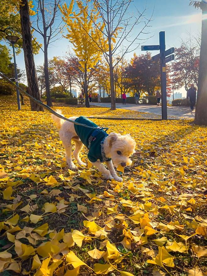 E4677CC0-C16B-458B-85D0-02E8E8626067_1_105_c.jpeg 단풍놀이 겸 산책