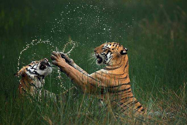 대상작 '벵갈호랑이들(Bengal Tigers)' /망게쉬 데사이(MANGESH DESAI)/2024 Nature’s Best Photography