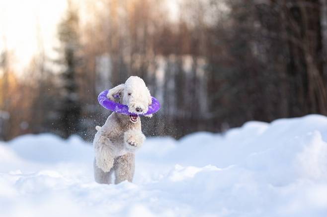 미국 퍼듀대 수의학과 연구팀은 개를 키우는 주인 7만 3724명을 대상으로 설문조사를 진행한 결과 인간이 던진 물건을 물어오는 개의 비율이 전체의 77.8%였다는 사실을 밝혔다. 한편 고양이의 경우 이 비율은 40.9%로 나타났다.게티이미지뱅크 제공