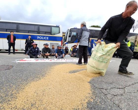 전국농민회총연맹 강원도연맹 소속 농민이 지난 14일 춘천 강원도청 앞 광장에서 쌀값 폭락에 항의하며 나락을 도로에 흩뿌리고 있다. 연합뉴스