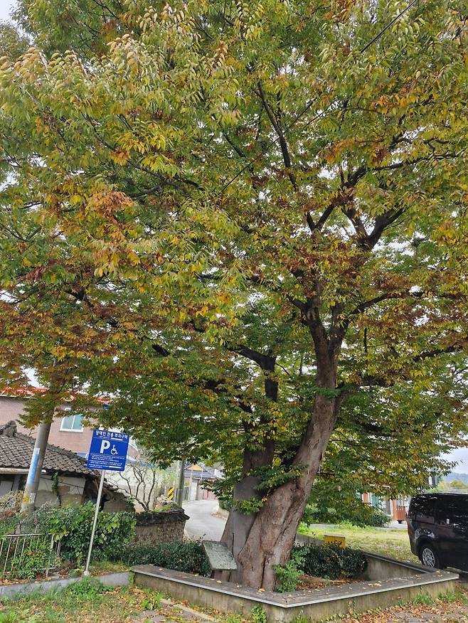 ▲하늘 높이 무성하게 잎을 피워올린 당산나무와 돌담집