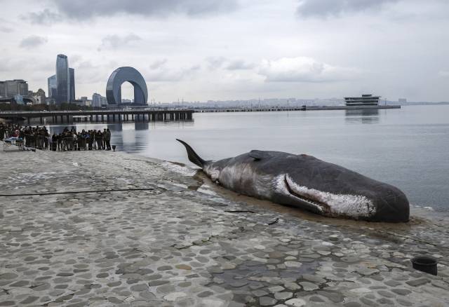 2024년 11월 11일 아제르바이잔 바쿠의 제방에 설치된 향유고래 사체 모형. EPA 연합뉴스