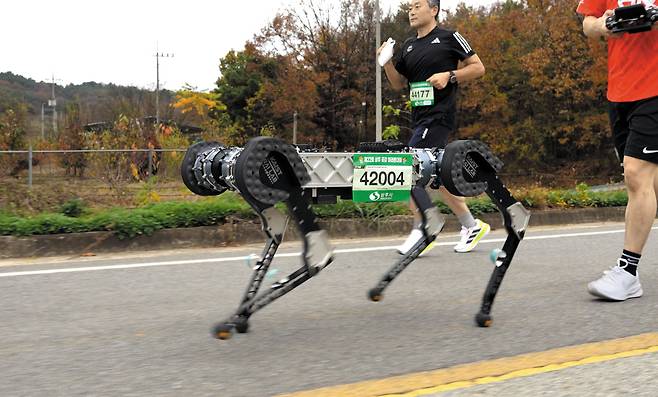 17일 경북 상주에서 열린 ‘상주 곶감 마라톤’에서 카이스트 연구팀이 개발한 4족 보행 로봇 ‘라이보2′가 다른 마라토너와 역주하고 있다. ‘라이보2′는 42.195㎞를 4시간 19분 52초에 달려 세계 첫 마라톤 풀코스 완주 로봇이라는 영예를 안았다. 몸통 앞뒤로 달린 2대의 카메라가 지형 지물을 감지하고, 방향은 근처에서 함께 달린 연구원이 무선으로 조종했다. /카이스트