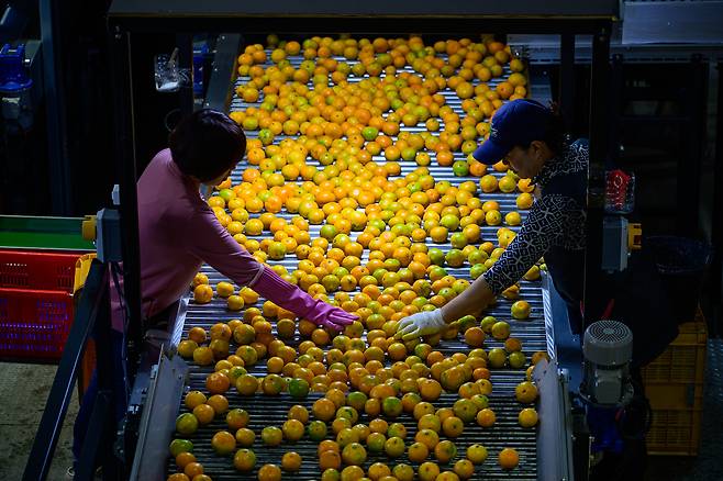 14일 제주 서귀포 남원농협 감귤거점 산지유통센터(APC)에서 감귤 선별 작업이 이뤄지고 있다. [공동취재단]