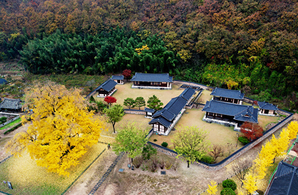 경상남도 의령군 유곡면 세간리 소재 600년된 천연기념물 '의령 세간리 은행나무' 전경. [사진=경상남도 의령군]