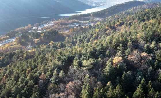 지난 11일 재선충이 확산되고 있는 춘천시 서면 당림리 일대 산의 모습. 상층부 소나무숲에 재선충에 걸려 적갈색으로 고사한 나무들의 모습이 보인다. 장진영 기자