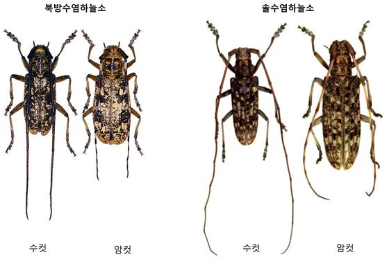 소나무재선충을 옮기는 매개충인 북방수염하늘소와 솔수염하늘소. [사진 국립산림과학원]