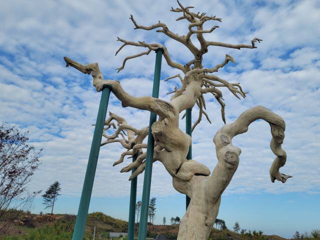 ▲ 마을 보호수였던 소나무는 2023년 경포 산불로 불에 타 몸통만 남았다.