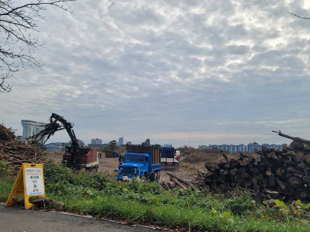 ▲&nbsp; 15일 강릉 저동에서 2023년 산불 벌채 작업이 진행 중이다.