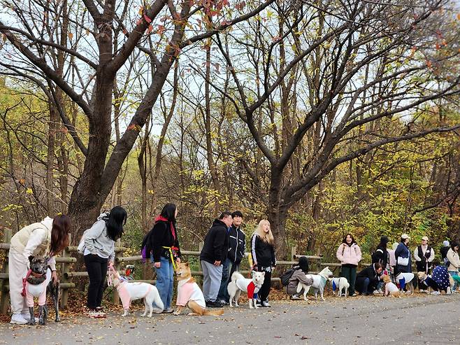 Although most of the dogs at Sunday’s parade were white, all six recognized Jindo coat colors — white, red fawn, wolf gray, black, black and tan, and brindled — were represented. (Song Seung-hyun/The Korea Herald)