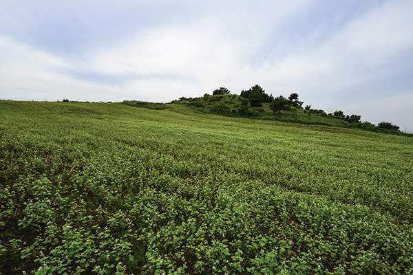 메밀을 심어둔 누운오름의 서쪽 밭뙈기. 제주는 우리나라 최대의 메밀 산지다.