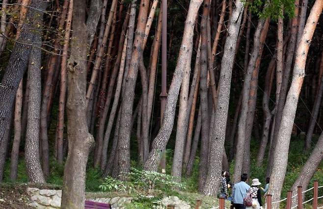 보경사 옆 금강소나무숲길
