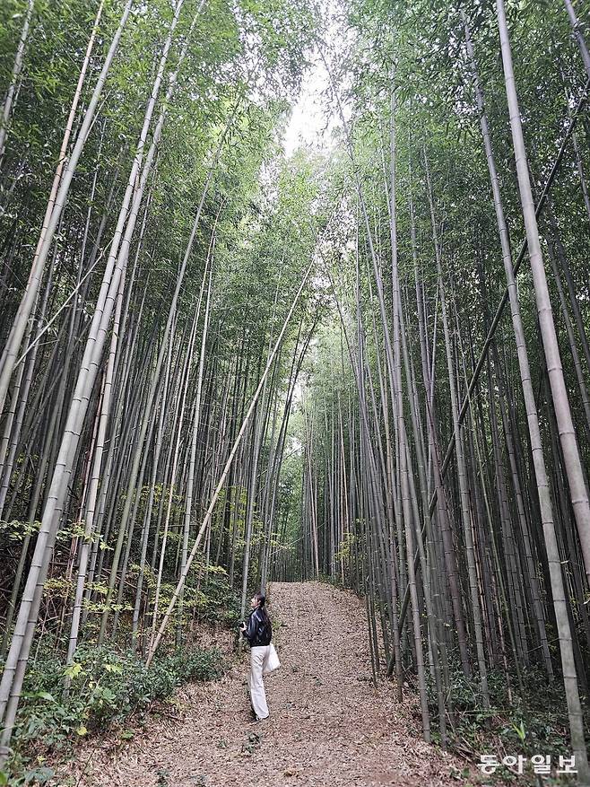 담양 삼다리 대나무밭. 전승훈 기자 raphy@donga.com