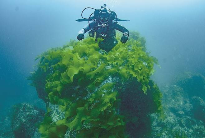 울릉도 미역. 심수환 제공
