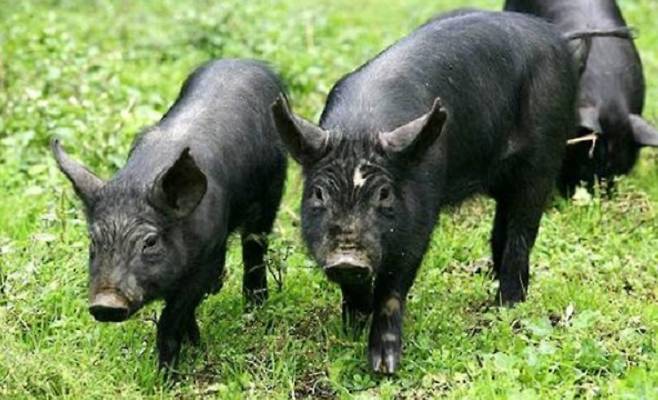 제주 재래 흑돼지. 똥을 먹이지는 않는다/사진=제주도 축산 진흥원