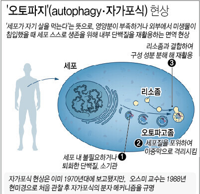 간헐적 단식 다이어트... 충격적 연구 결과