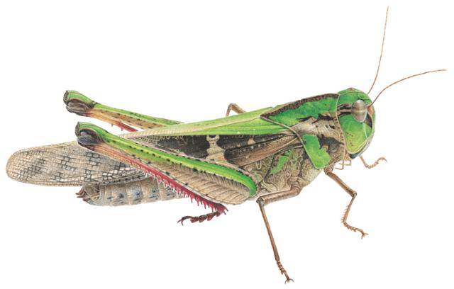 권혁도 작가가 그린 '콩중이'. 콩중이는 낮은 산이나 들에 산다. 메뚜기 무리에는 콩중이, 팥중이, 풀무치라는 곤충이 있는데, 서로 비슷하게 생겼다. 팥중이가 흔하다. 콩중이는 검정 띠무늬가 또렷하다. 날 때 '따라라락' 하는 소리가 난다. 큰턱으로 벼나 잔디나 억새 따위를 씹어 먹는다. 보리 제공