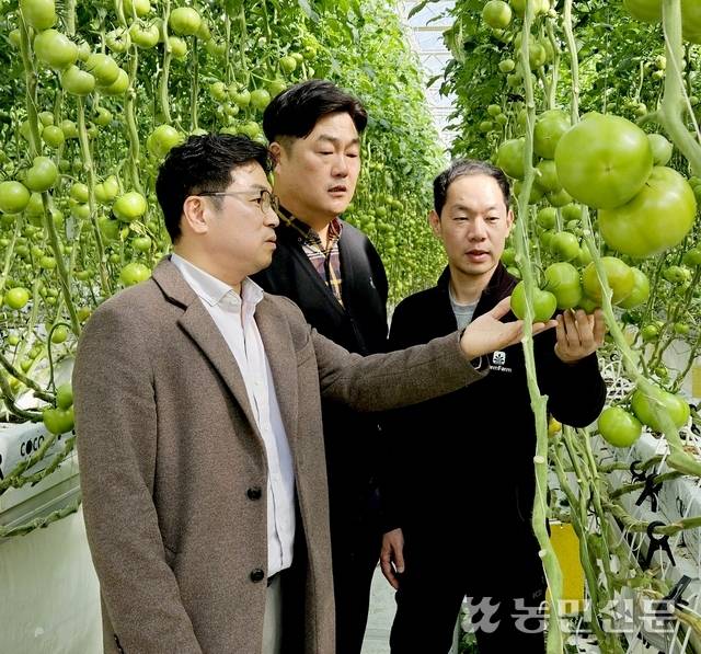 신황호 NH농협은행 농업금융부 차장(왼쪽부터)과 농업회사법인 팜팜의 양광식 대표, 김성억 연구개발팀장이 충남 논산시 상월면 유리온실 스마트팜에서 재배 중인 토마토를 살펴보고 있다