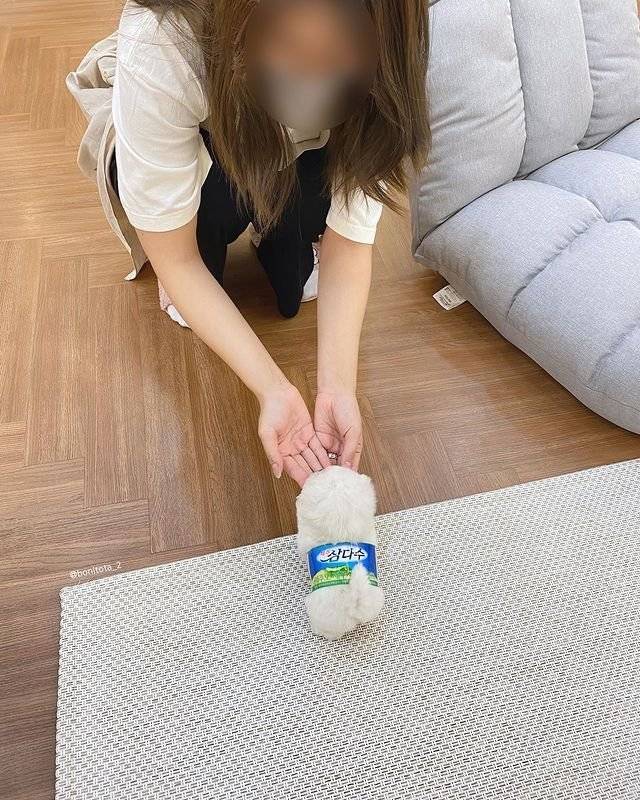 fantasy_new2-20241126-224011-001.jpg 삼다수 강아지.. jpg