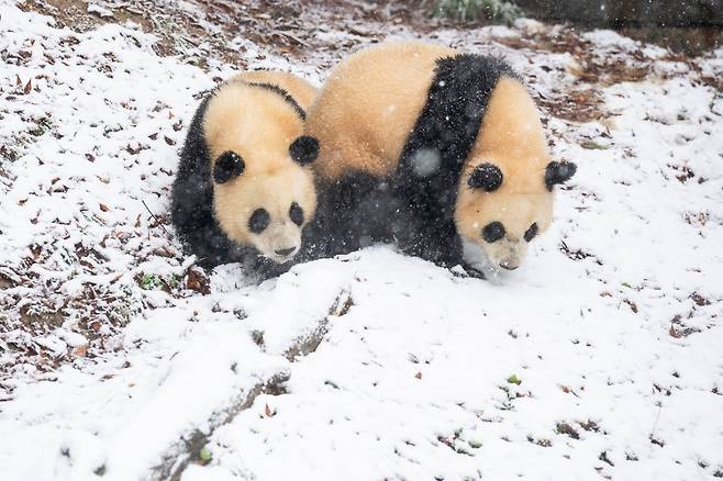 27일 경기 용인 에버랜드 판다월드 야외 방사장에서 쌍둥이 판다 루이바오와 후이바오가 태어나서 처음으로 겨울 눈 위를 뒹굴며 놀고 있다. /삼성물산 리조트부문