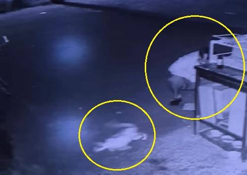 A씨의 학대로 다리 골절된 채 도망가는 길고양이와 이를 바라보고 있는 A씨. 연합뉴스