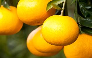 궁본조생. 서귀포 문화예술포털