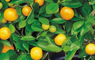 남감21호. 서귀포 문화예술포털