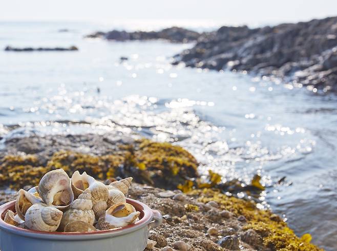 아일랜드산 골뱅이