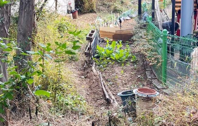 텃밭에 심어진 채소류 [광주 남구 제공. 재판매 및 DB 금지]