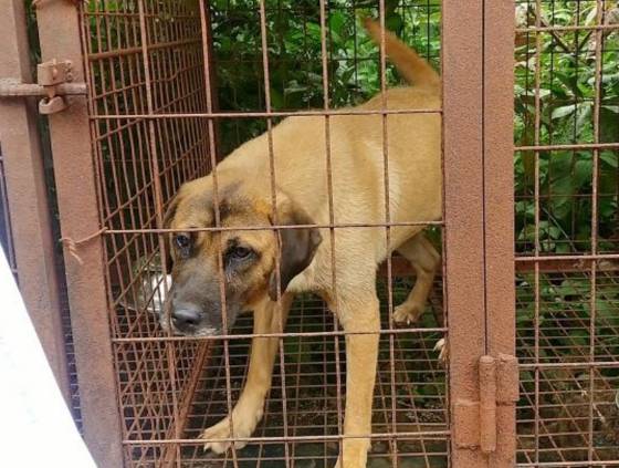 계양산 개농장 뜬장에 있을 때의 쥬디 모습. 이리 좁은 공간에, 바닥이 뚫린 뜬장에서 힘겹게 지냈다./사진=아크 보호소(@ark_animalrightskorea)