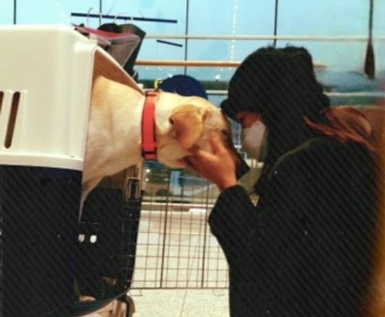 계양산 개농장서 살린 개들은 해외로 가서 새 삶을 살게됐다. 마지막 인사, 눈맞춤, 살아줘서 고맙고 살려줘서 고맙다는. 개들은 차마 몰랐을 게다. 자신을 보호해줬단 이유로 형사고발까지 당했을 줄은./사진=아크 보호소(@ark_animalrightskorea)