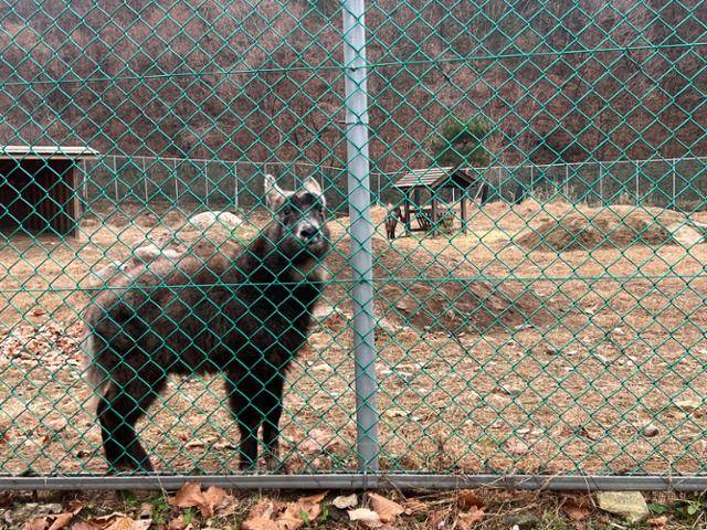 강원 양구군 동면 펀치볼로 산양·사향노루센터 내에서 지내고 있는 산양. 야생으로 돌아갈 수 없게 된 산양은 이곳에서 10년 넘게 지내고 있다. 양구=고은경 기자