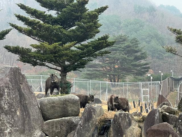 강원 양구군 동면 펀치볼로 산양·사향노루센터 내에서 구조되거나 이곳에서 태어난 산양들이 지내고 있는 모습. 양구=고은경 기자