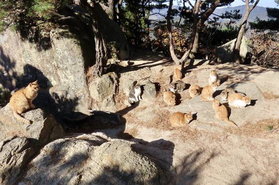 용봉산 정상에는 고양이들이 사는데, 이곳을 찾는 2030 등산객들에 의해 SNS를 타고 인플루언서가 됐다. 김홍준 기자