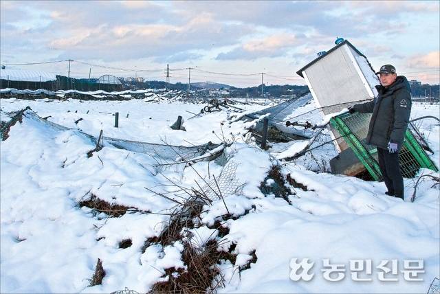 논처럼 변한 사과밭. 경기 화성에서 사과농사를 짓는 임재순씨는 11월26∼28일 내린 폭설로 4m 가까이 됐던 사과나무가 모두 쓰러지는 피해를 봤다. 임씨가 평지처럼 변한 사과밭을 가리키고 있다.
