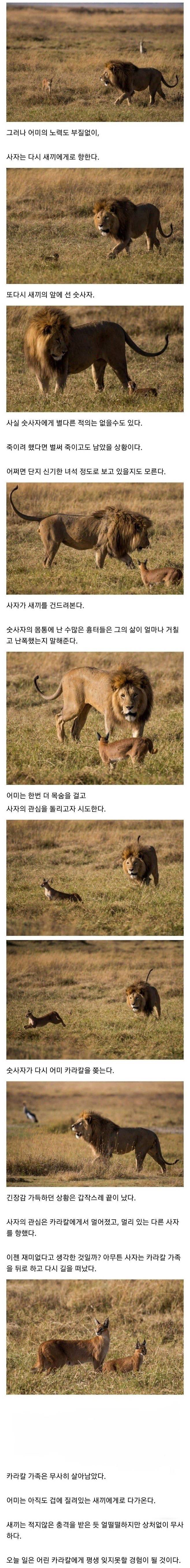 Internet_20241201_094958_2.jpeg [스압] 사자의 관심을 받은 카라칼 새끼의 결말