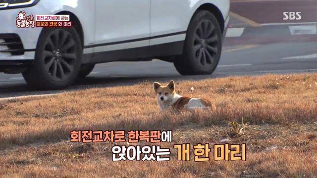 회전교차로를 떠나지 않던 팜이의 모습. SBS TV동물농장 캡처