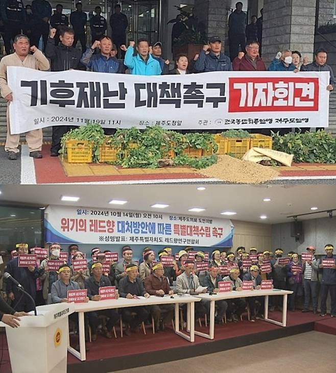 지난달 19일 농민단체가 제주도청 앞에서 이상기후에 따른 농업 피해 대책을 촉구하고 있다.(사진 위) 지난 10월 19일 레드향 재배농가들이 기자회견을 갖고 레드향 재난 관리제도와 재해에 따른 보험제도의 현실화 등 피해 보상 대책을 정부와 지자체에 요구했다.