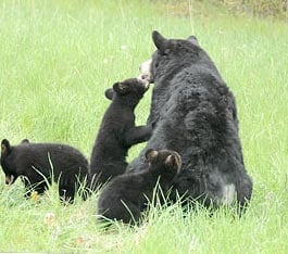 흑곰 가족은 암컷과 새끼들로 구성돼있다./Virginia Department of Wildlife Resources