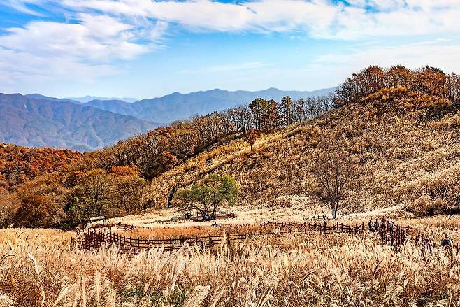 명성산 억새밭 [사진/백승렬 기자]