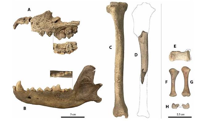 미국 연구진이 개의 가축화 과정을 연구하기 위해 분석한 뼈. 연구진은 뼈의 성분 분석으로 당시 동물이 어떤 먹이를 먹었는지 확인했다./사이언스 어드밴시스