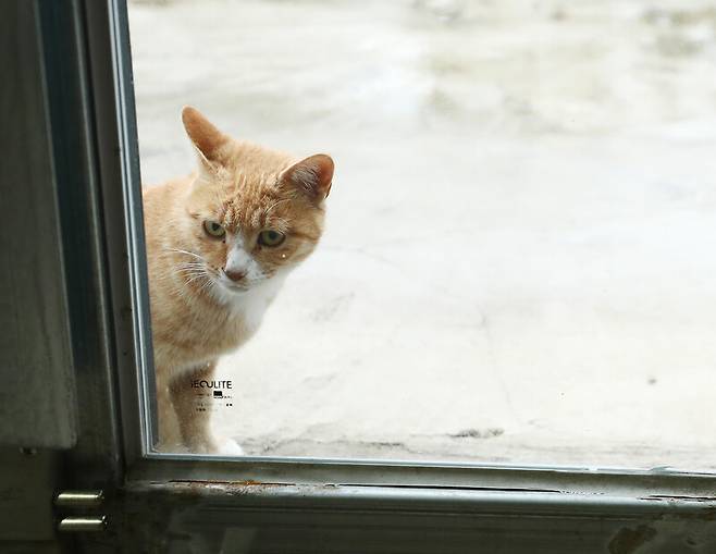 ‘레스빠스’ 안을 들여다보는 고양이. 박미향 기자