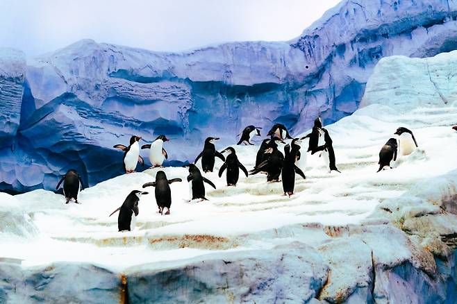 온몸이 덜덜 떨릴 정도로 추운 남극 테마관. 젠투펭귄, 턱끈펭귄, 아델리펭귄 등 귀여운 펭귄들이 여기저기서 돌아다닌다