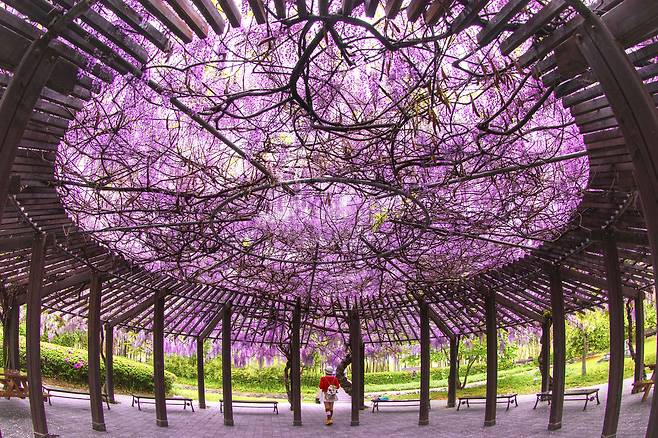 대한민국 관광공모전(사진부문) 디지털카메라 부문 '입선' 수상작 양성영 작가의 '등나무 우주선'. /한국관광공사